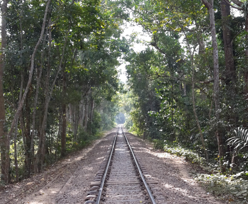 Train tracks in Srimangal